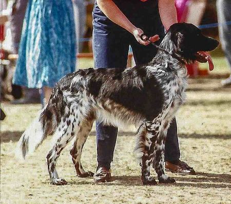 picture of dog