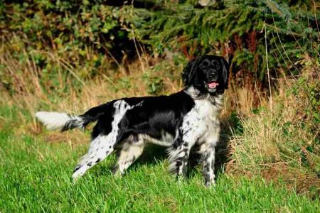 picture of dog