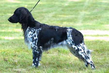 picture of dog