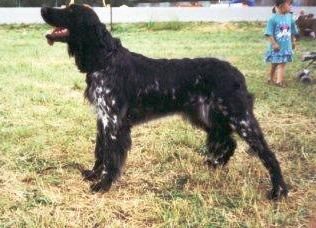 picture of dog