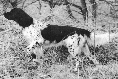 picture of dog