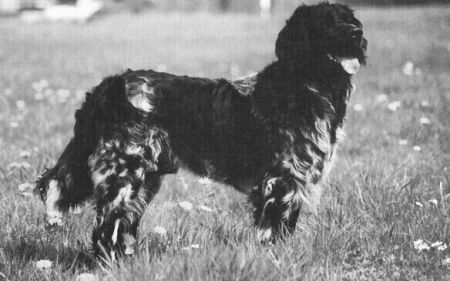 picture of dog