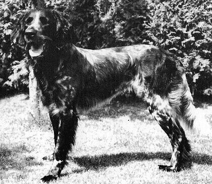 picture of dog