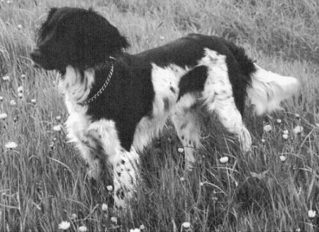 picture of dog