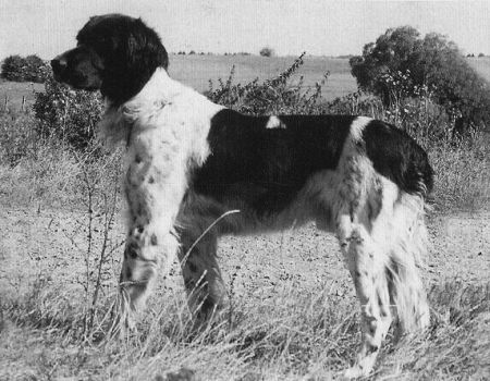 picture of dog