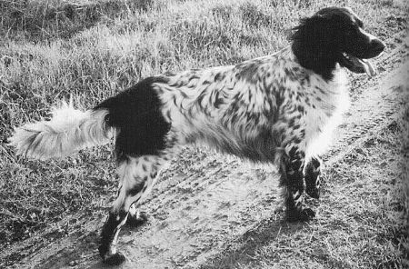 picture of dog
