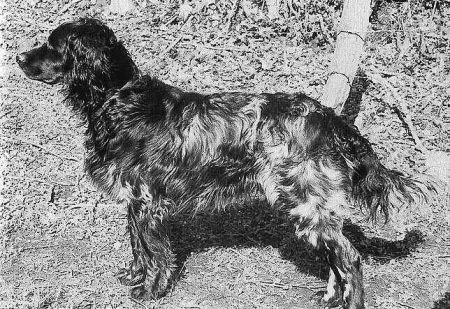 picture of dog