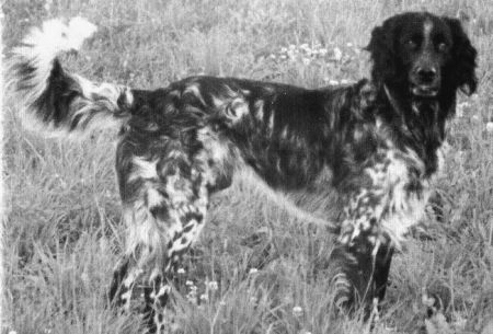 picture of dog