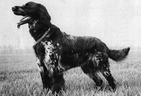 picture of dog
