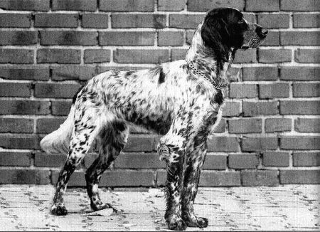 picture of dog