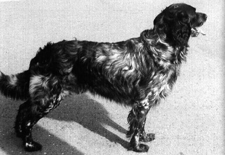 picture of dog