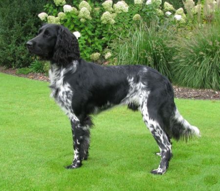 picture of dog