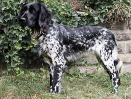 picture of dog