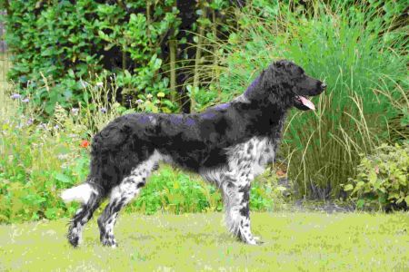 picture of dog