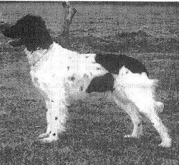 picture of dog