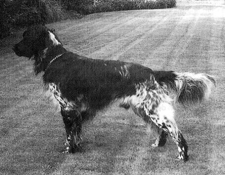 picture of dog
