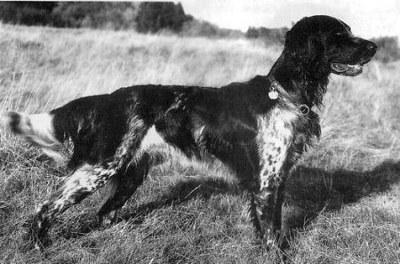 picture of dog