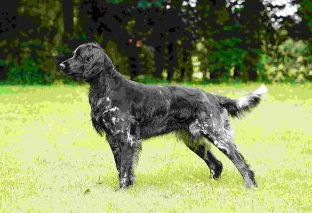 picture of dog