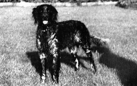 picture of dog
