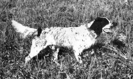 picture of dog