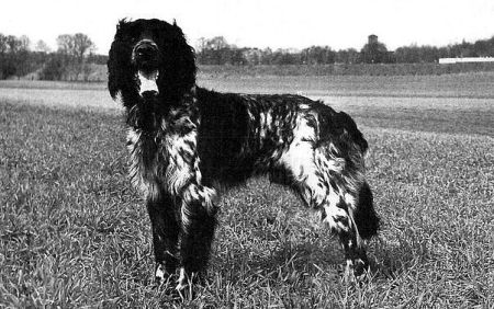 picture of dog