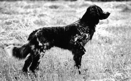 picture of dog