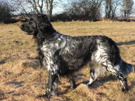 picture of dog
