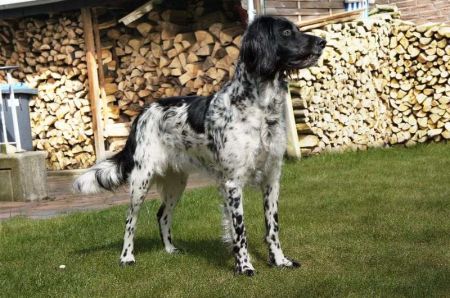 picture of dog