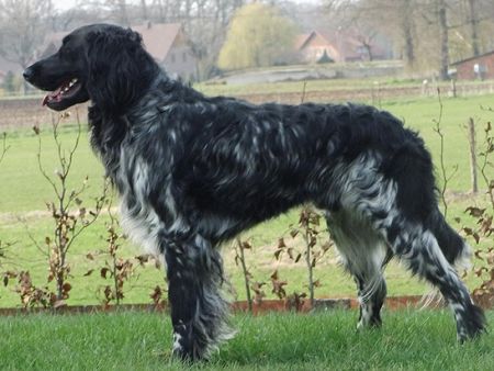 picture of dog