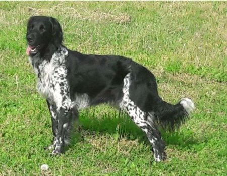 picture of dog