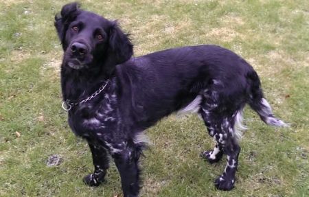picture of dog