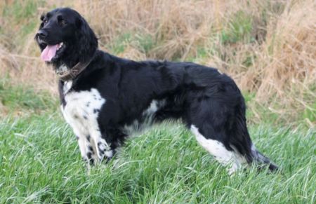 picture of dog