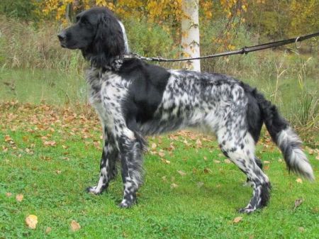 picture of dog