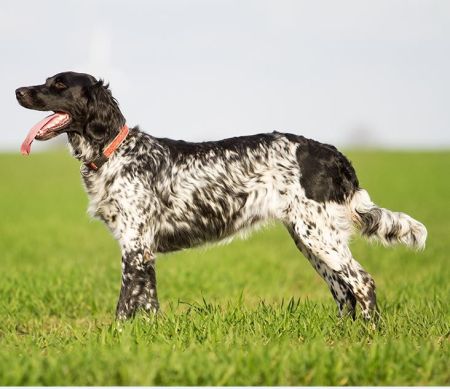 picture of dog