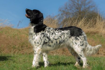 picture of dog