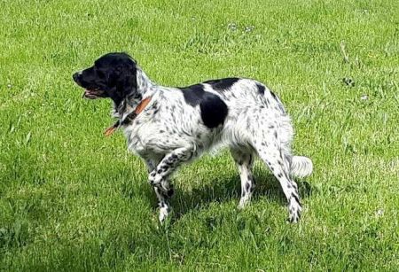 picture of dog