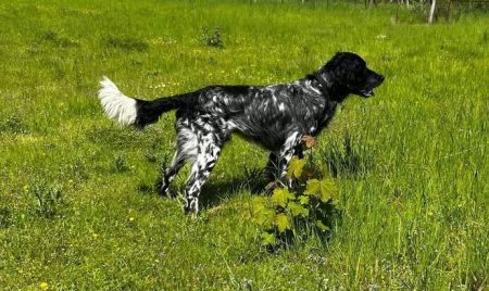 picture of dog