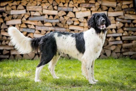 picture of dog