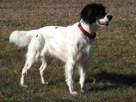 picture of dog