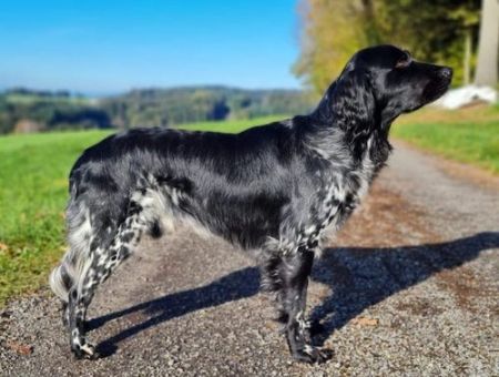 picture of dog