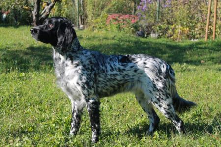 picture of dog