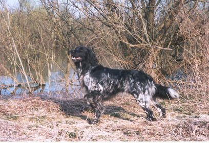 picture of dog