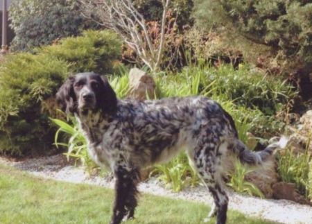 picture of dog
