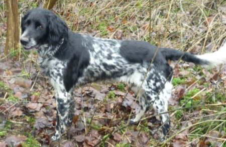 picture of dog