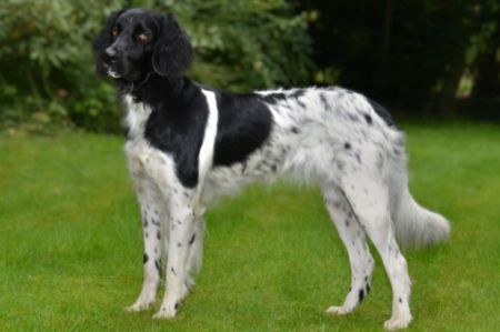 picture of dog