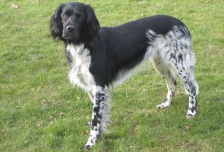 picture of dog