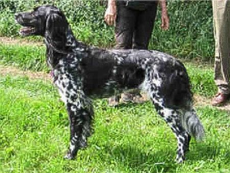 picture of dog