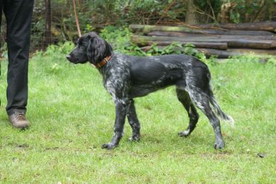 picture of dog