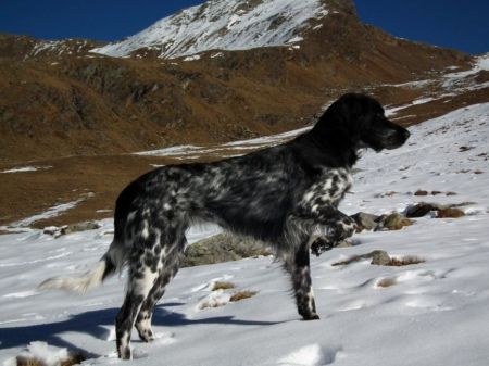 picture of dog