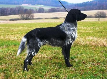 picture of dog